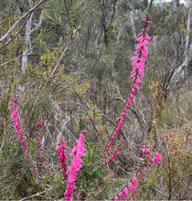 Load image into Gallery viewer, Bush Bling Pin - Pink Heath - Victoria’s Floral emblem!
