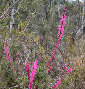 Bush Bling Pin - Pink Heath - Victoria’s Floral emblem!