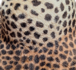 Fur Felt Breton Vintage Italian - Leopard